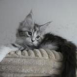 Mačiatka maine coon, vrh