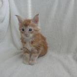 Mačiatka maine coon, vrh