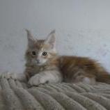 Mačiatka maine coon, vrh