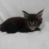Maine coon kittens