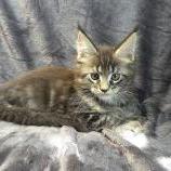 Maine coon kittens