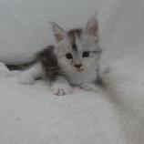 Maine coon kittens