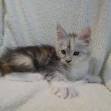 Maine coon kittens