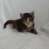 Maine coon kittens