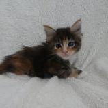 Maine coon kittens