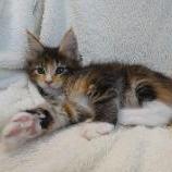 Maine coon kittens