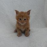 Maine coon kittens