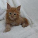 Maine coon kittens