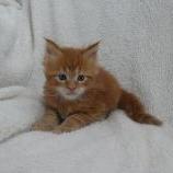Maine coon kittens