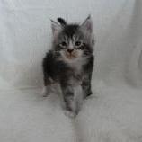 Mačiatka maine coon, vrh