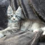 Mačiatka maine coon, vrh