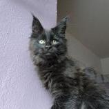 Maine coon kittens
