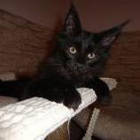 Maine coon kittens