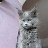 Maine coon kittens