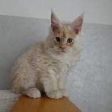 Mačiatka maine coon, vrh
