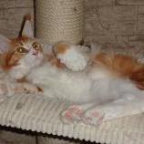 Mačiatka maine coon, vrh