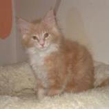 Mačiatka maine coon, vrh