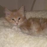 Mačiatka maine coon, vrh