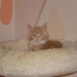 Mačiatka maine coon, vrh