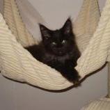 Mačiatka maine coon, vrh