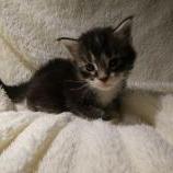 Mačiatka maine coon, vrh