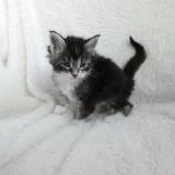 Mačiatka maine coon, vrh