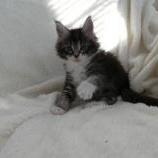 Mačiatka maine coon, vrh