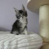 Mačiatka maine coon, vrh
