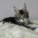 Mačiatka maine coon, vrh