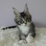 Mačiatka maine coon, vrh