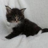 Mačiatka maine coon, vrh