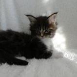 Mačiatka maine coon, vrh