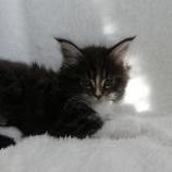 Mačiatka maine coon, vrh