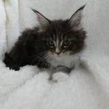 Mačiatka maine coon, vrh