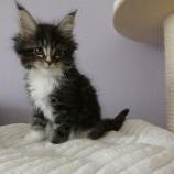 Mačiatka maine coon, vrh