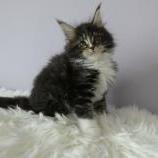 Mačiatka maine coon, vrh