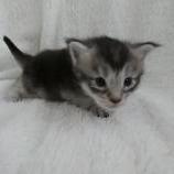 Mačiatka maine coon, vrh