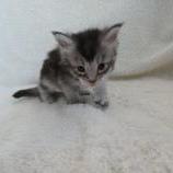 Mačiatka maine coon, vrh