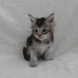 Mačiatka maine coon, vrh