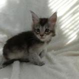 Mačiatka maine coon, vrh