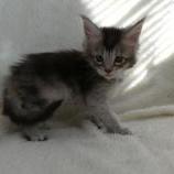 Mačiatka maine coon, vrh