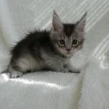 Mačiatka maine coon, vrh