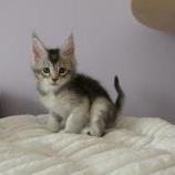 Mačiatka maine coon, vrh