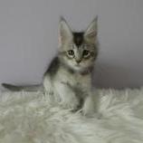 Mačiatka maine coon, vrh