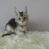 Mačiatka maine coon, vrh