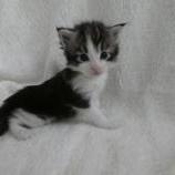 Mačiatka maine coon, vrh