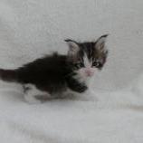 Mačiatka maine coon, vrh