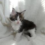 Mačiatka maine coon, vrh