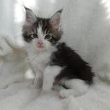 Mačiatka maine coon, vrh