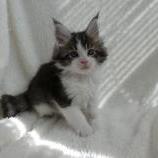 Mačiatka maine coon, vrh